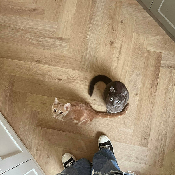 I migliori pavimenti per animali domestici: resistenti e pratici - Solza.it